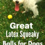 Latex Squeaky Dog Balls