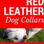 Red Leather Dog Collar