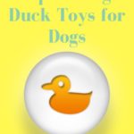 Squeaky Duck Dog Toy